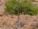 Podlewanie drzew figowych